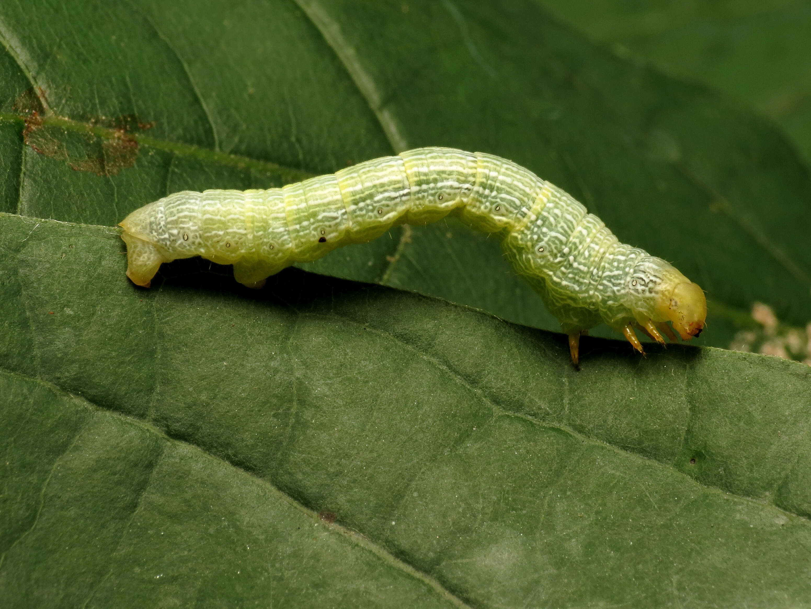 Image of Epimecis hortaria