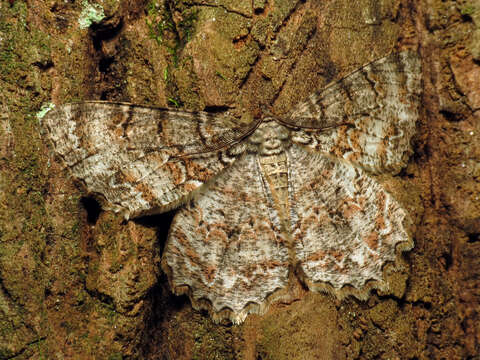 Image of Epimecis hortaria