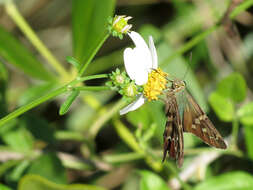 Image of Long-tailed Skipper