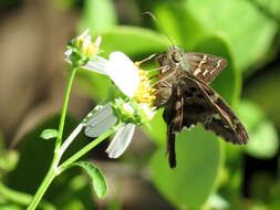 Image of Long-tailed Skipper