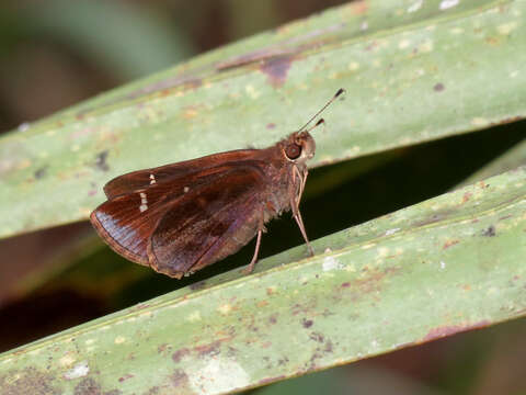 Image of Clouded Skipper