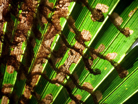 Image of Palm Leaf Skeletonizer