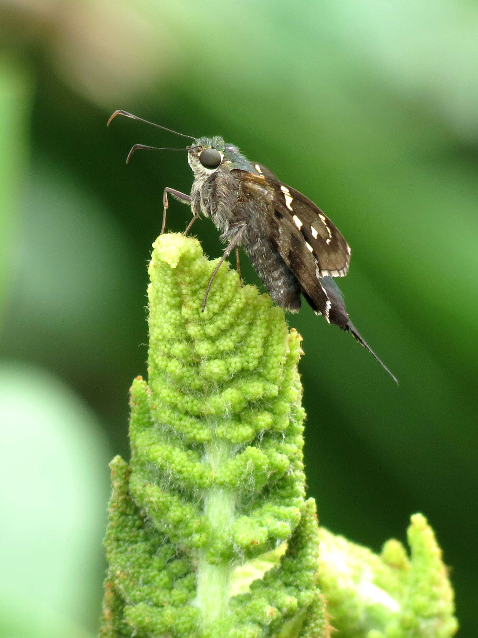 Image of Long-tailed Skipper