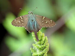 Image of Long-tailed Skipper