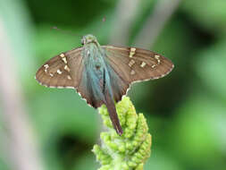 Image of Long-tailed Skipper