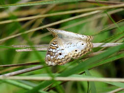 Image of White Peacock