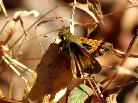 Atalopedes campestris Boisduval 1852 resmi