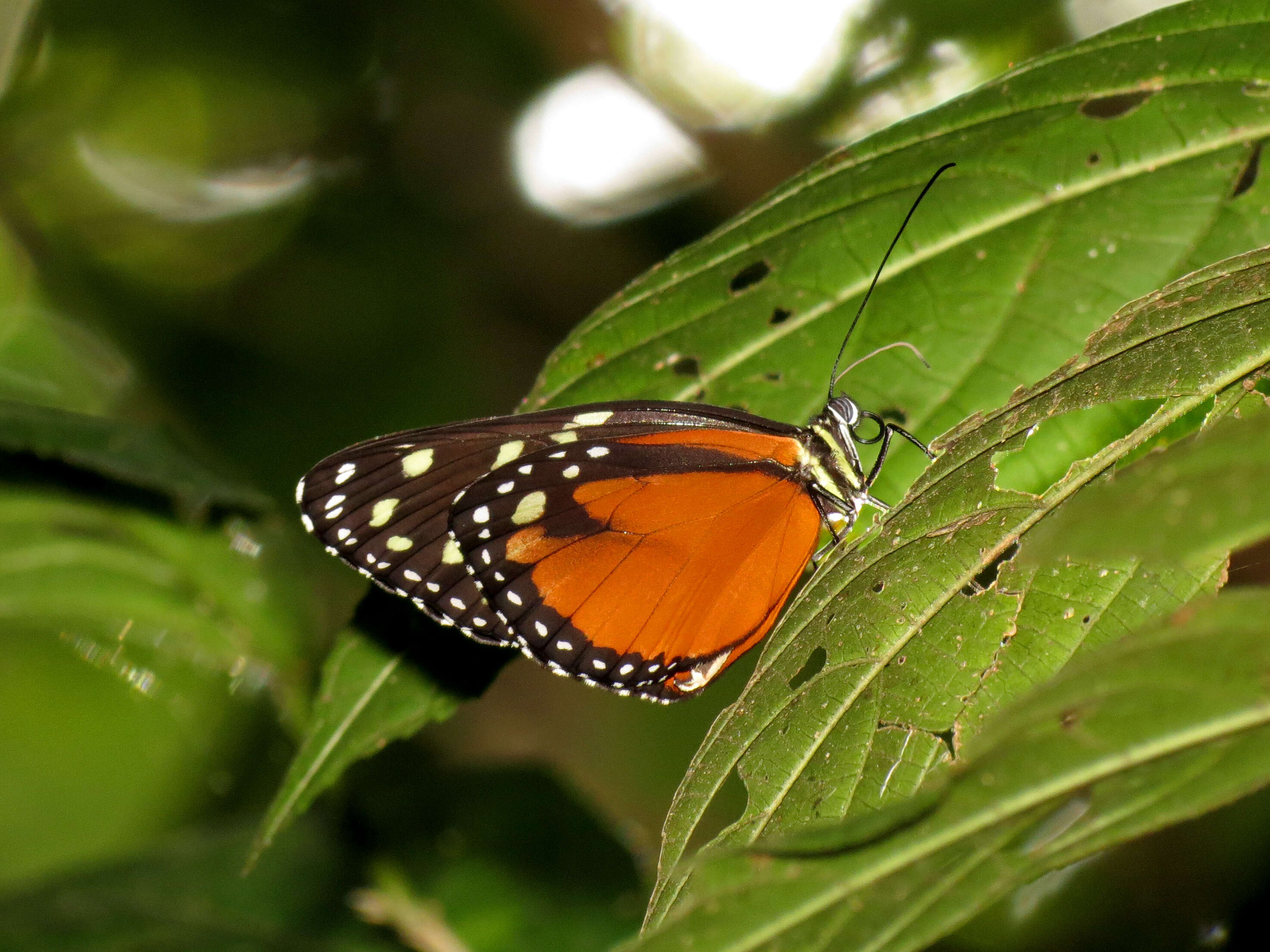 Imagem de Tithorea tarricina Hewitson 1857