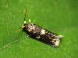 Image of Stigmella macrocarpae (Freeman 1967) van Nieukerken et al. 2016