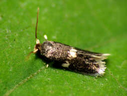 Image of Stigmella macrocarpae (Freeman 1967) van Nieukerken et al. 2016