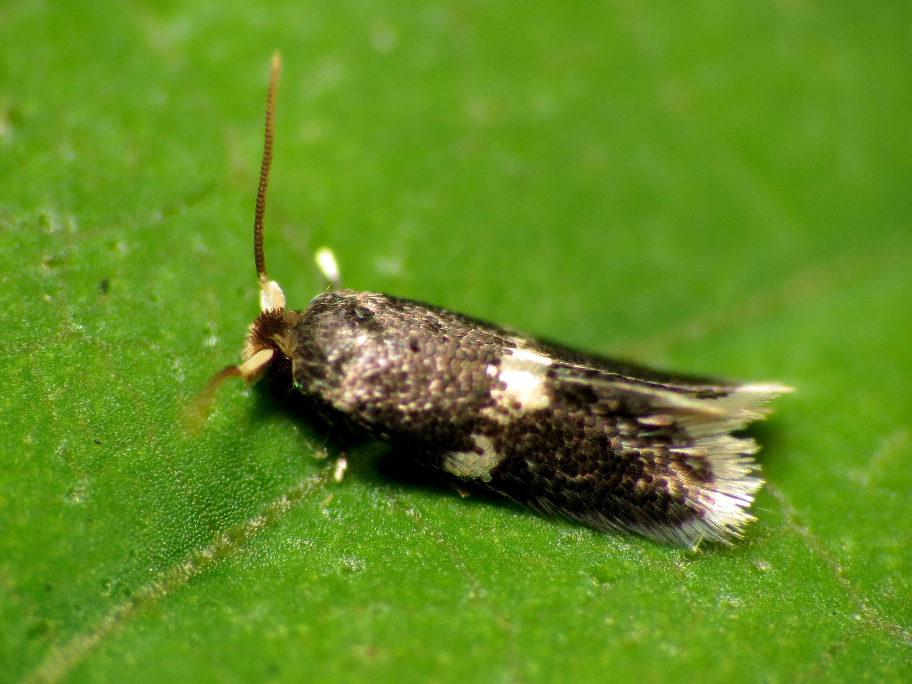 صورة Stigmella macrocarpae (Freeman 1967) van Nieukerken et al. 2016