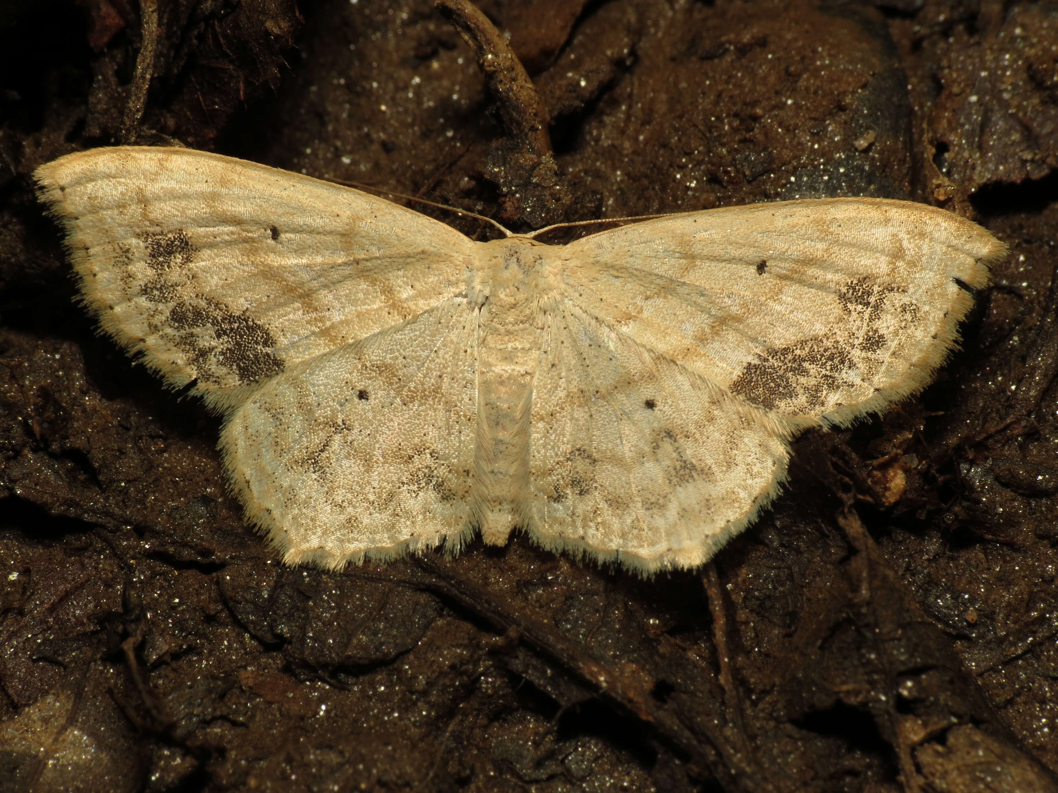 Image of Large Lace-border