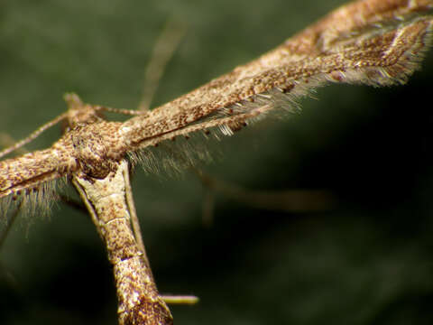 Image of Lantana plume moth