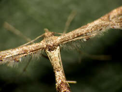 Image of Lantana plume moth