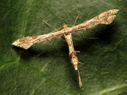 Image of Lantana plume moth