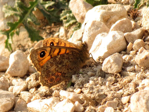 Image of Lasiommata megera