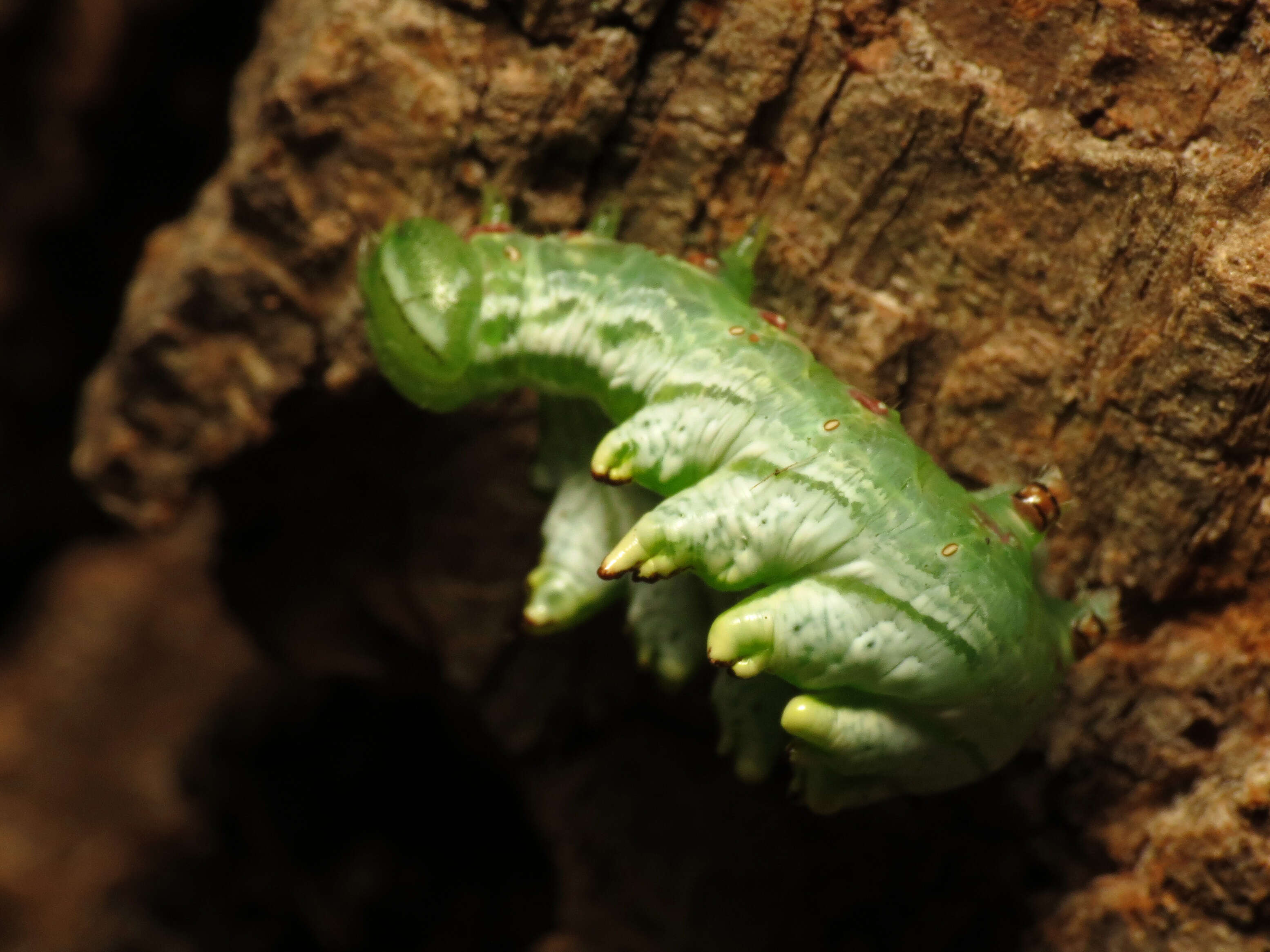 Image of Double-toothed Prominent