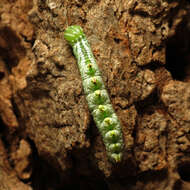 Image of Double-toothed Prominent