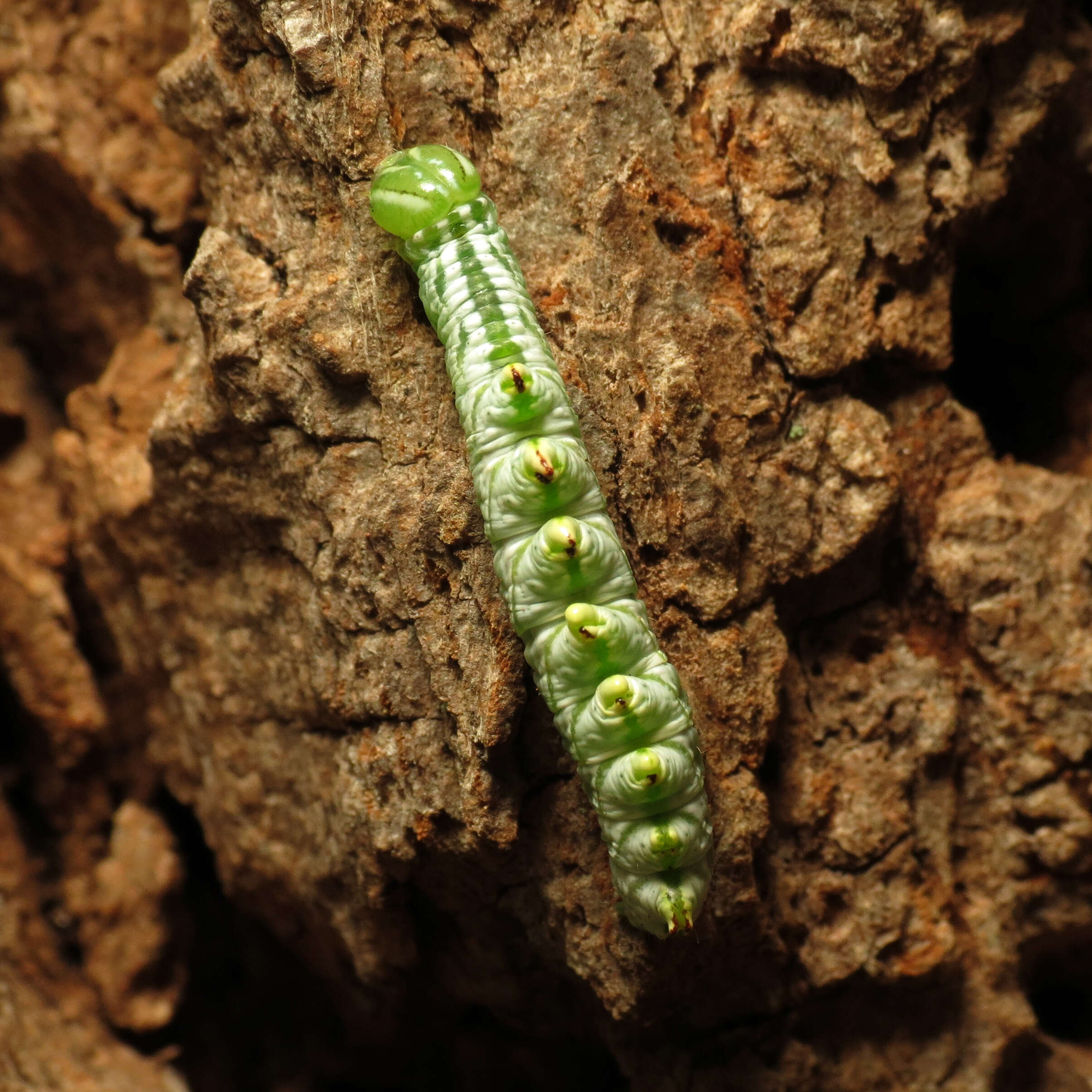 Image of Double-toothed Prominent