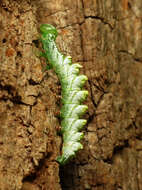 Image of Double-toothed Prominent