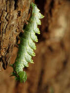 Image of Double-toothed Prominent