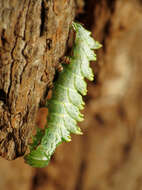 Image of Double-toothed Prominent