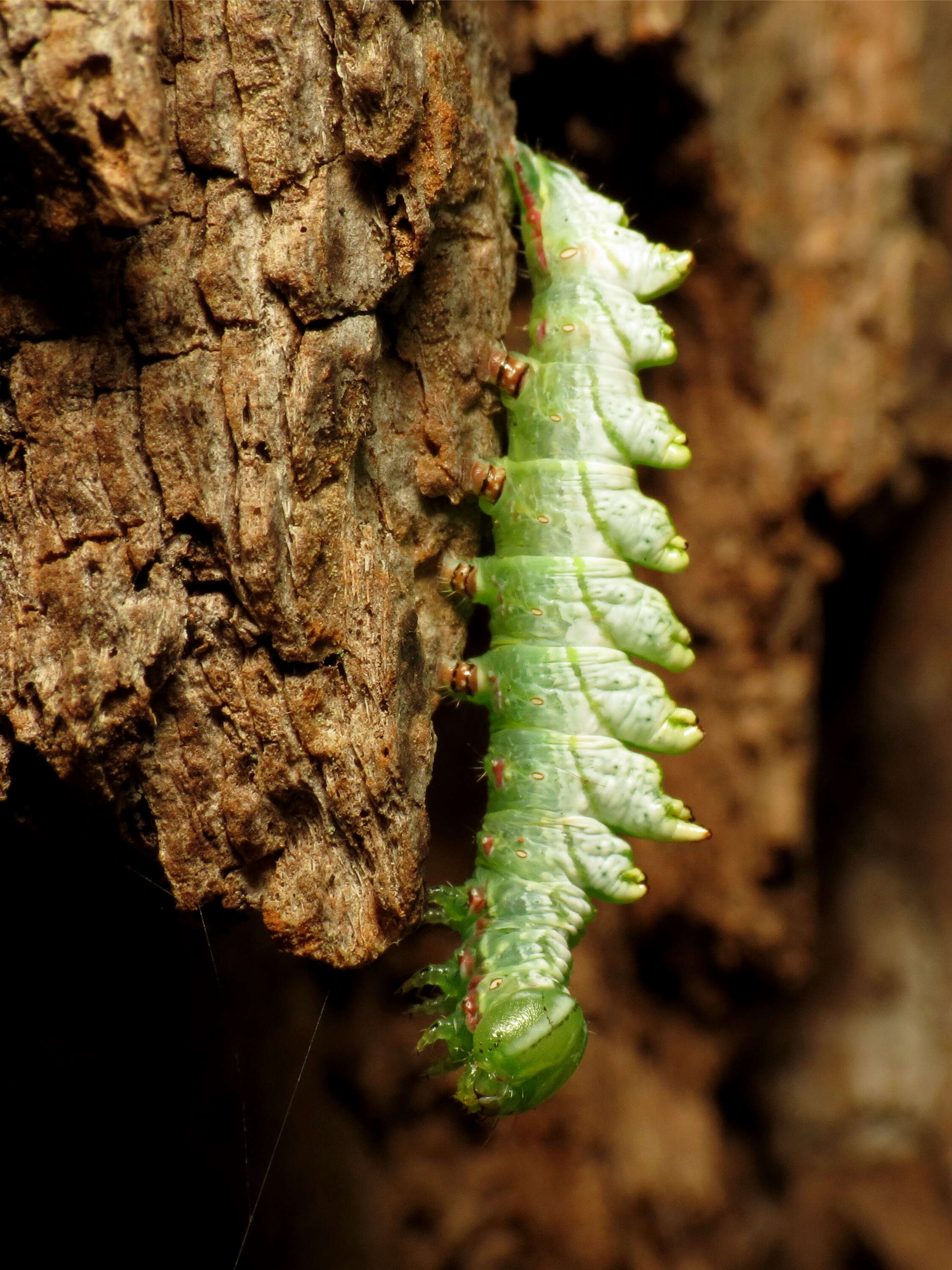 Image of Double-toothed Prominent