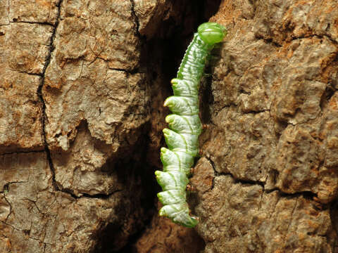 Image of Double-toothed Prominent