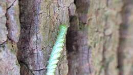 Image of Double-toothed Prominent