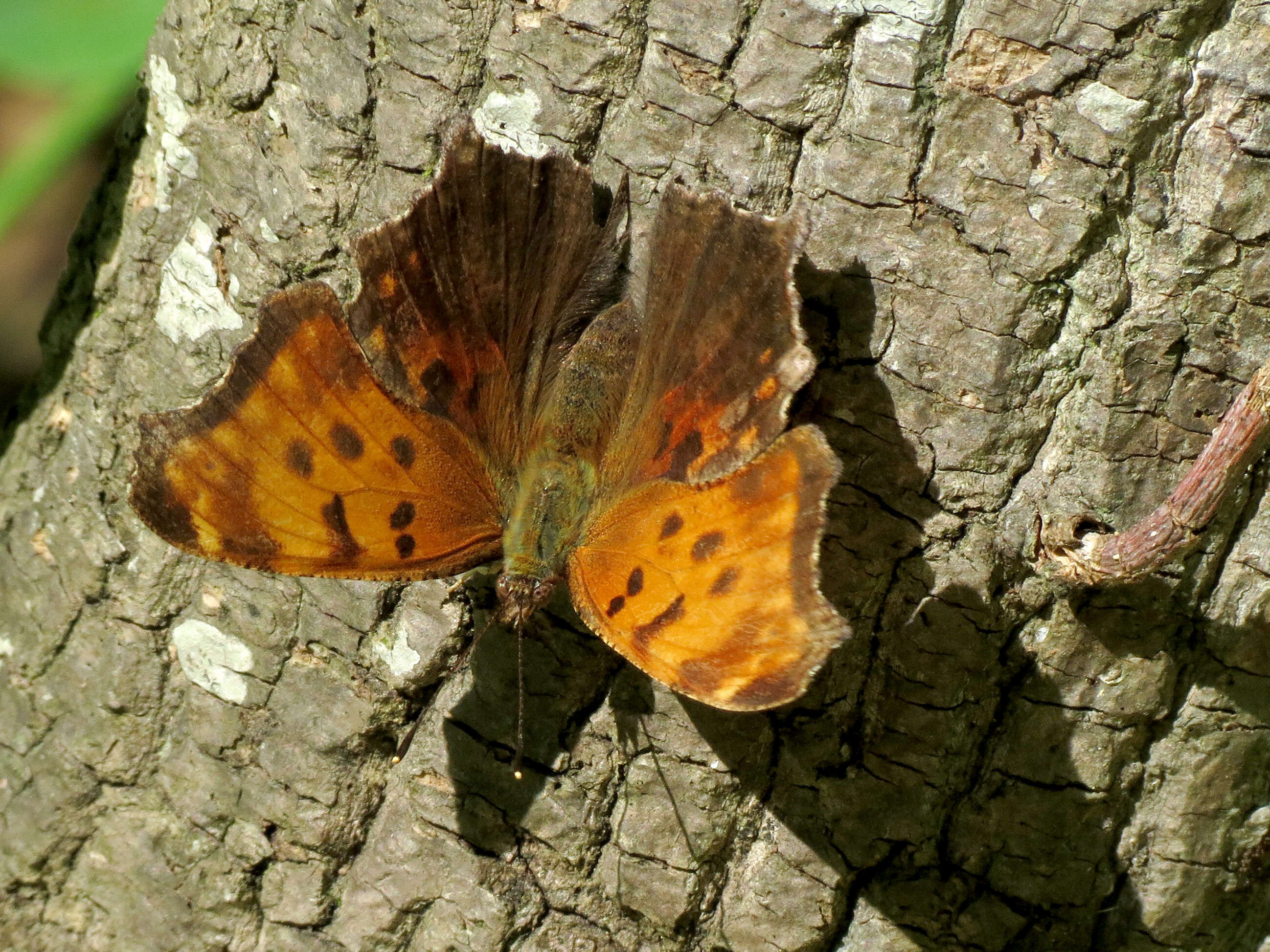 Image of Eastern Comma