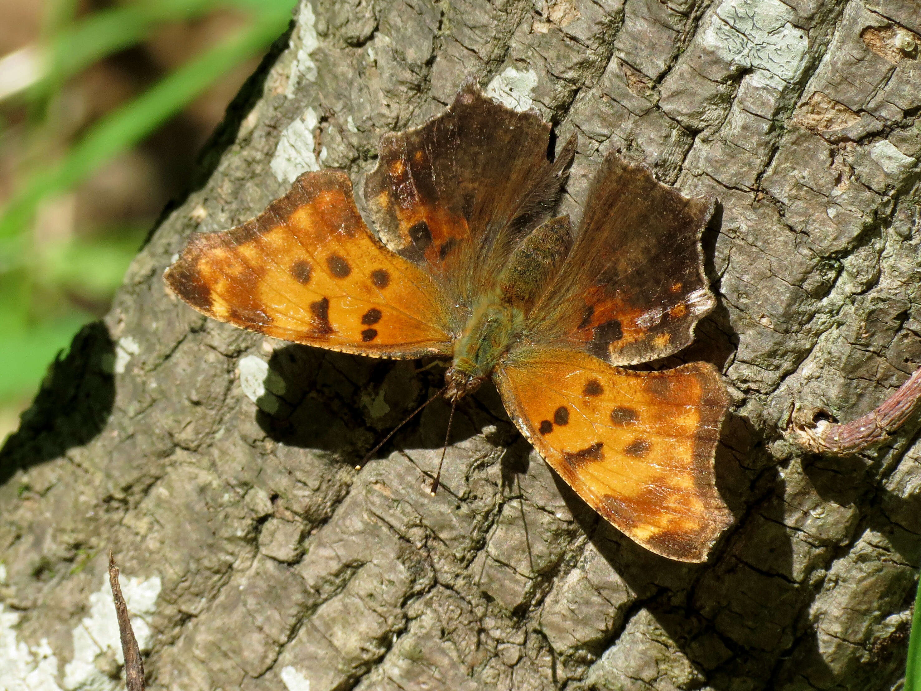 Image of Eastern Comma