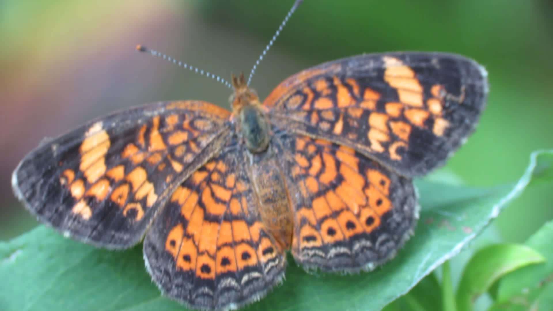 Image of Pearl Crescent