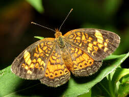 Image of Pearl Crescent