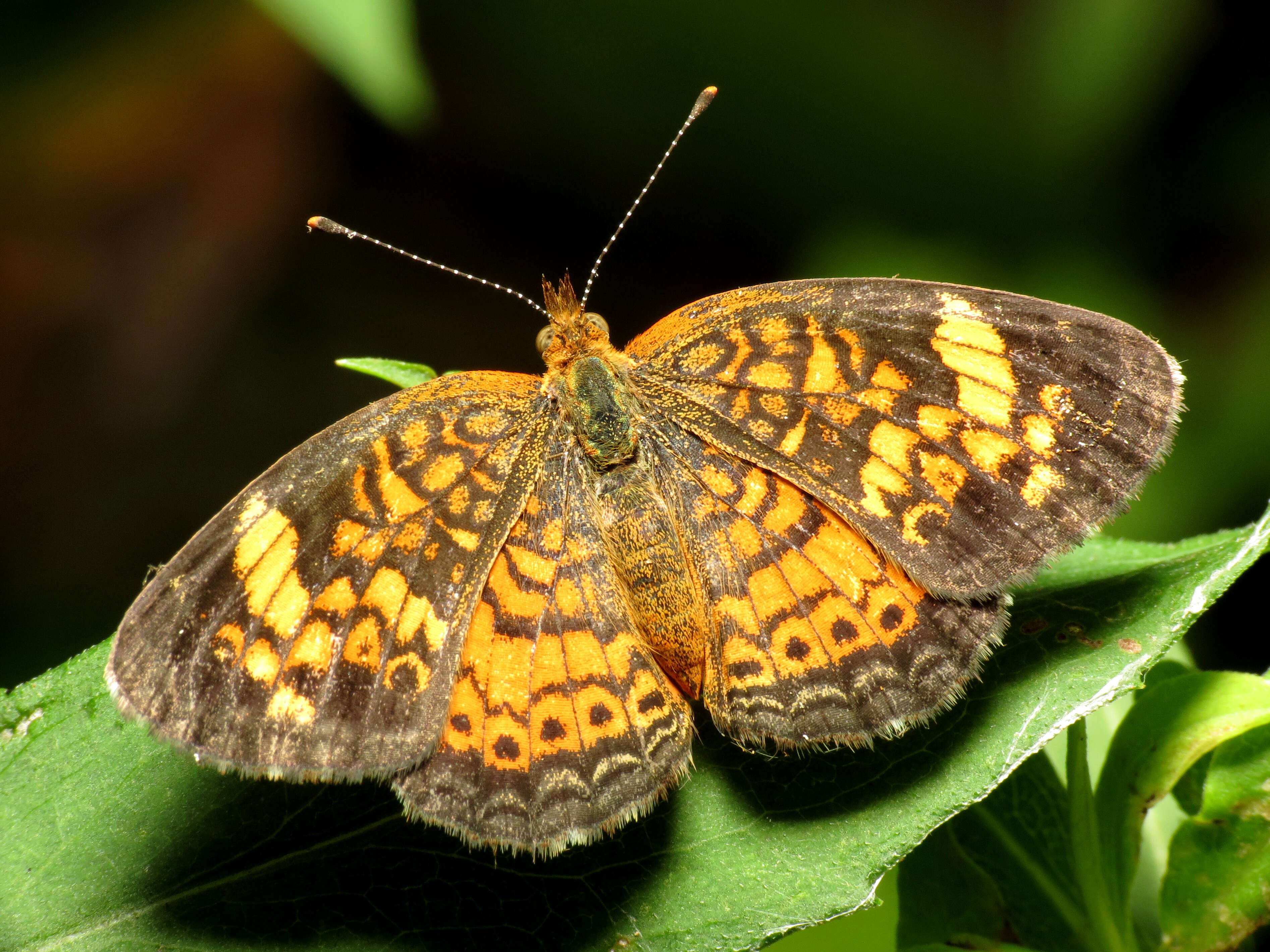 Image of Pearl Crescent