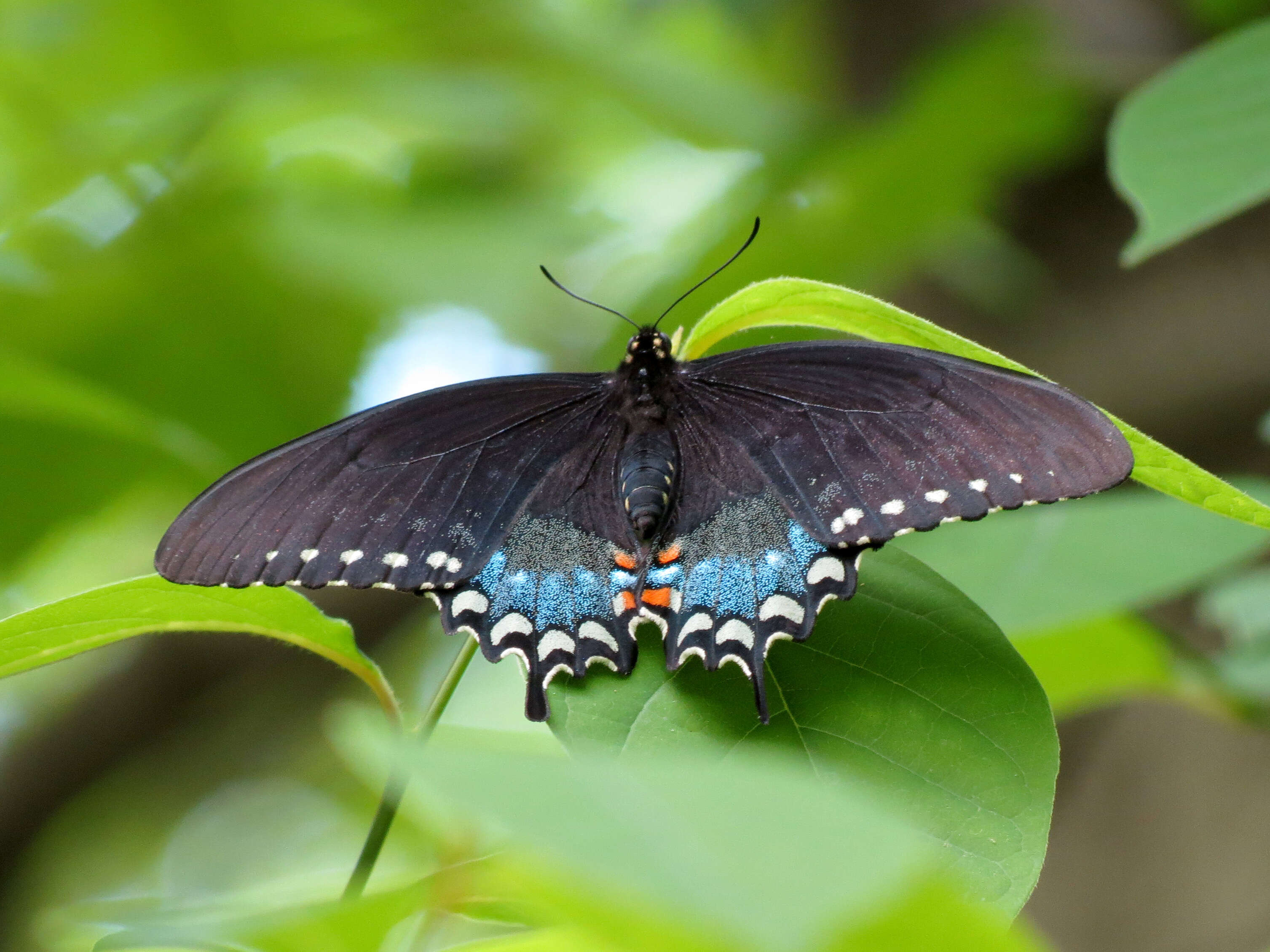 Papilio troilus Linnaeus 1758 resmi