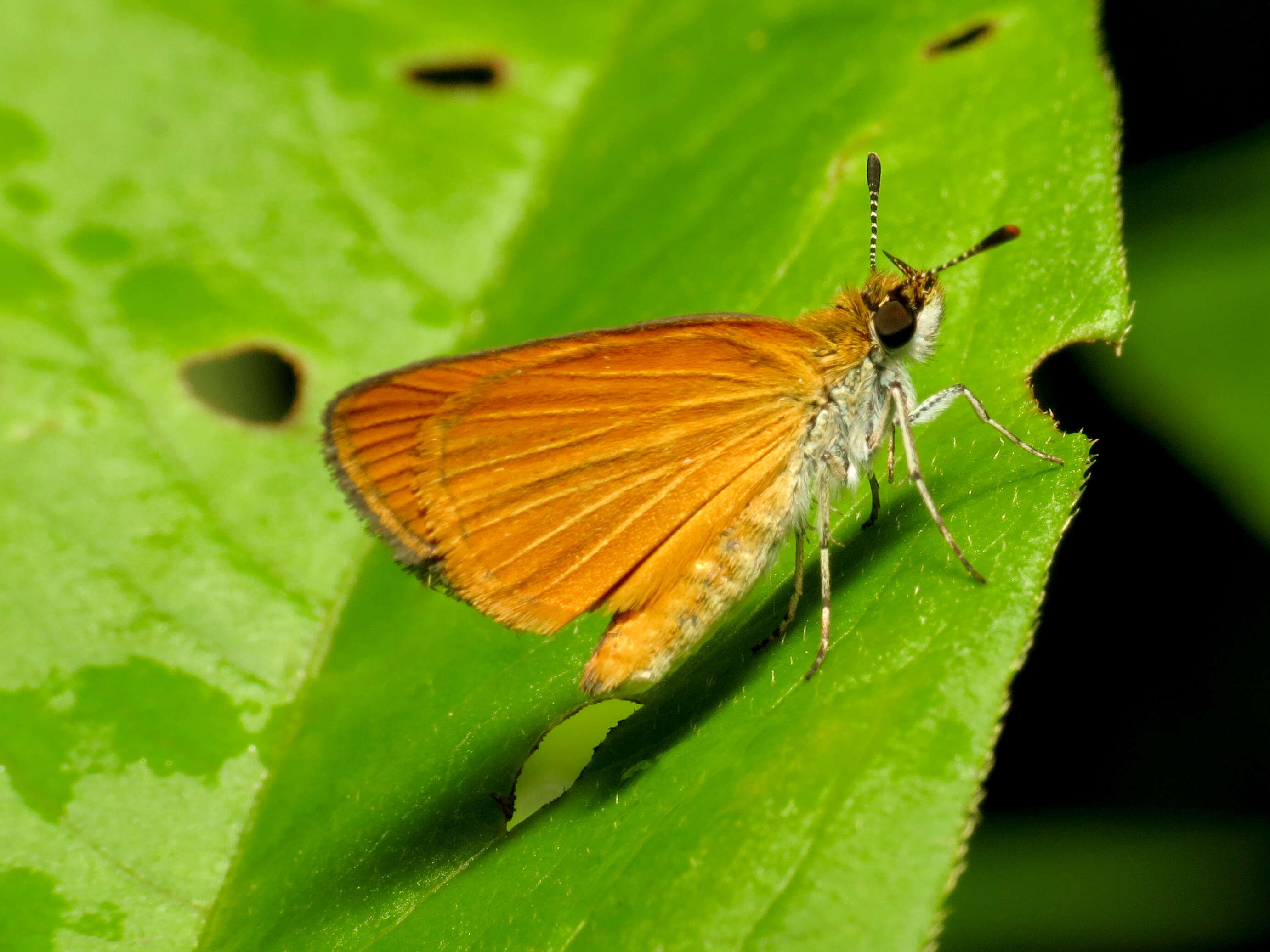 Imagem de Ancyloxypha numitor Fabricius 1793