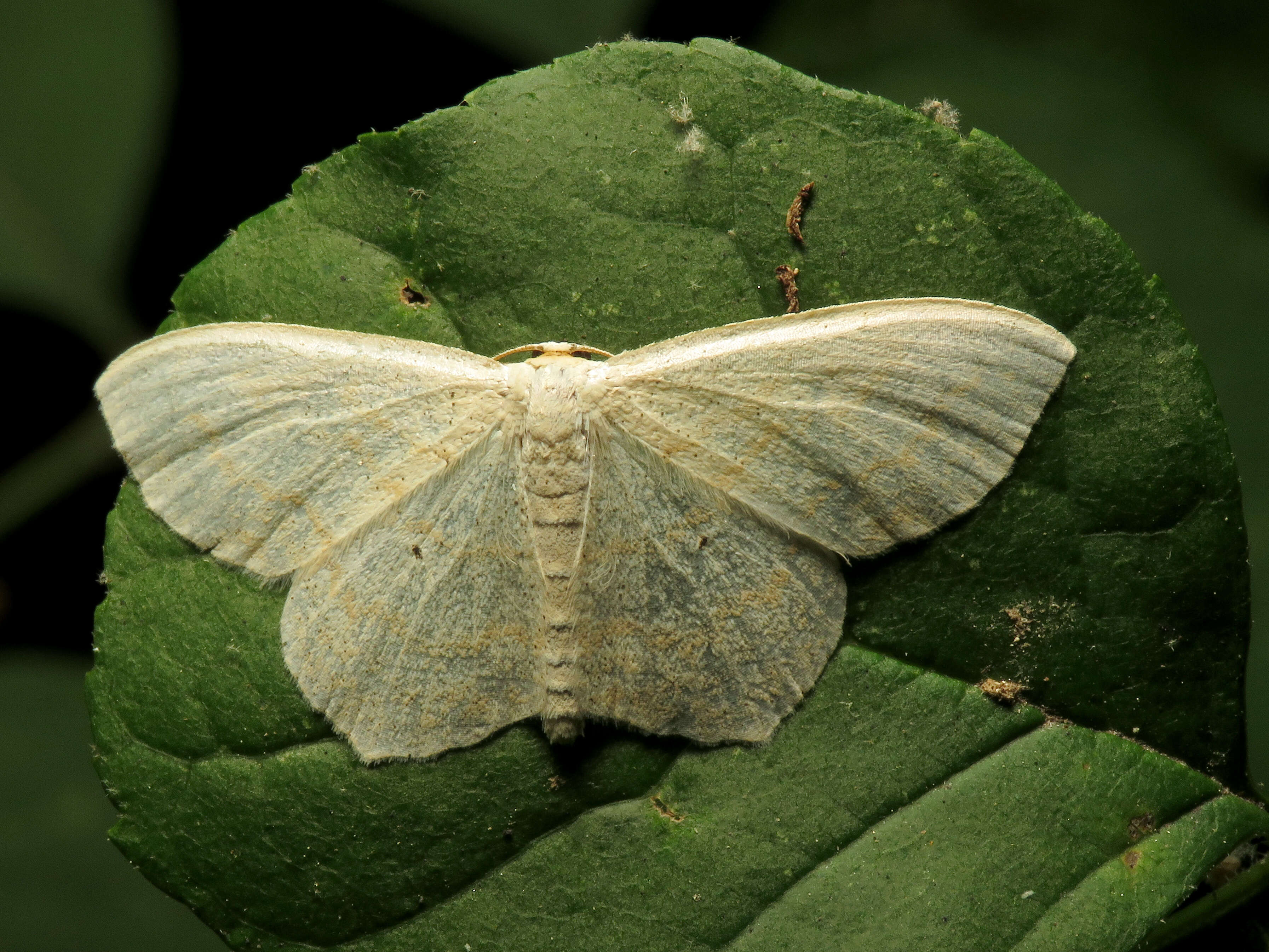 Image of Large Lace-border