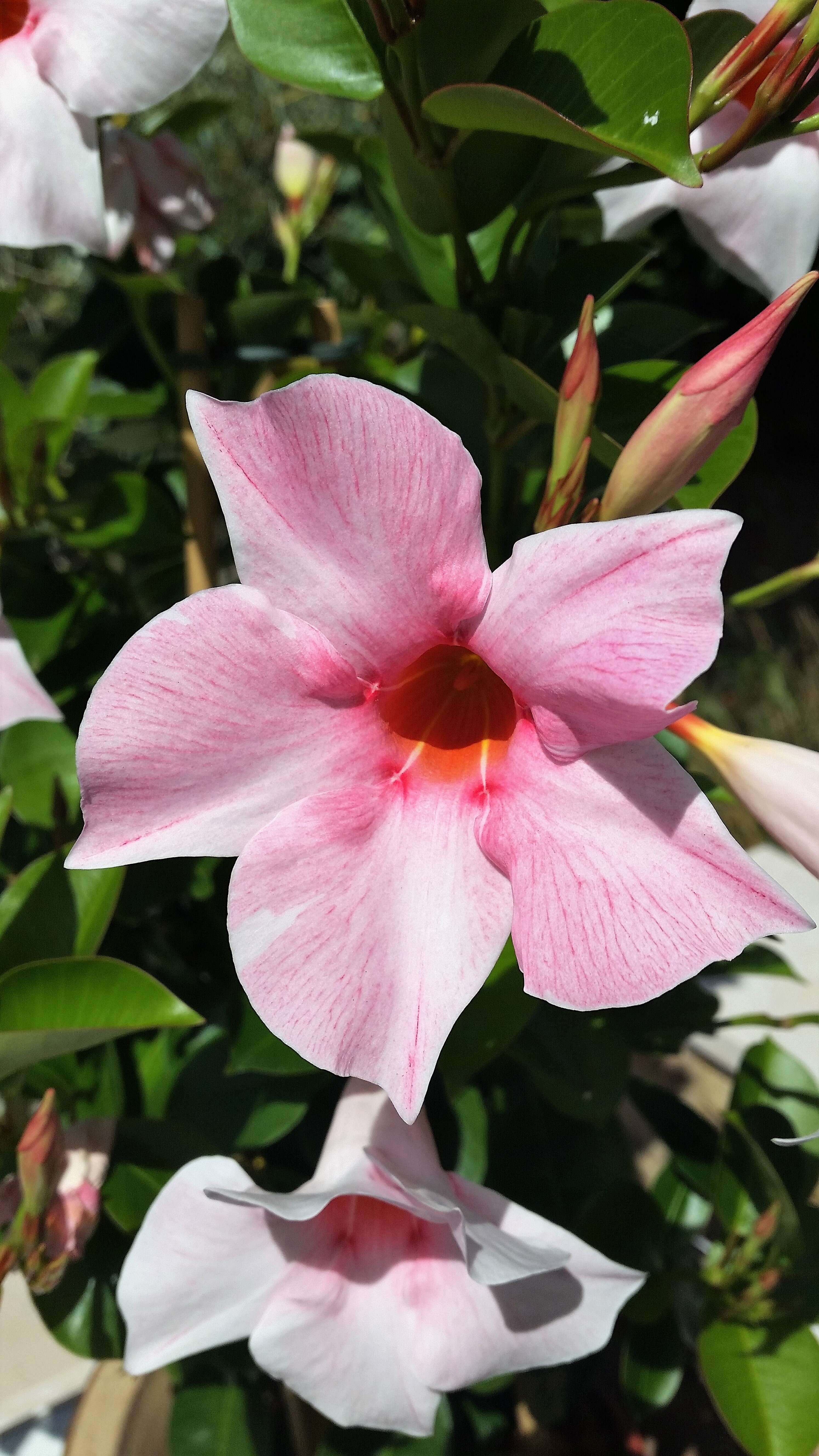 Plancia ëd Mandevilla sanderi (Hemsl.) R. E. Woodson