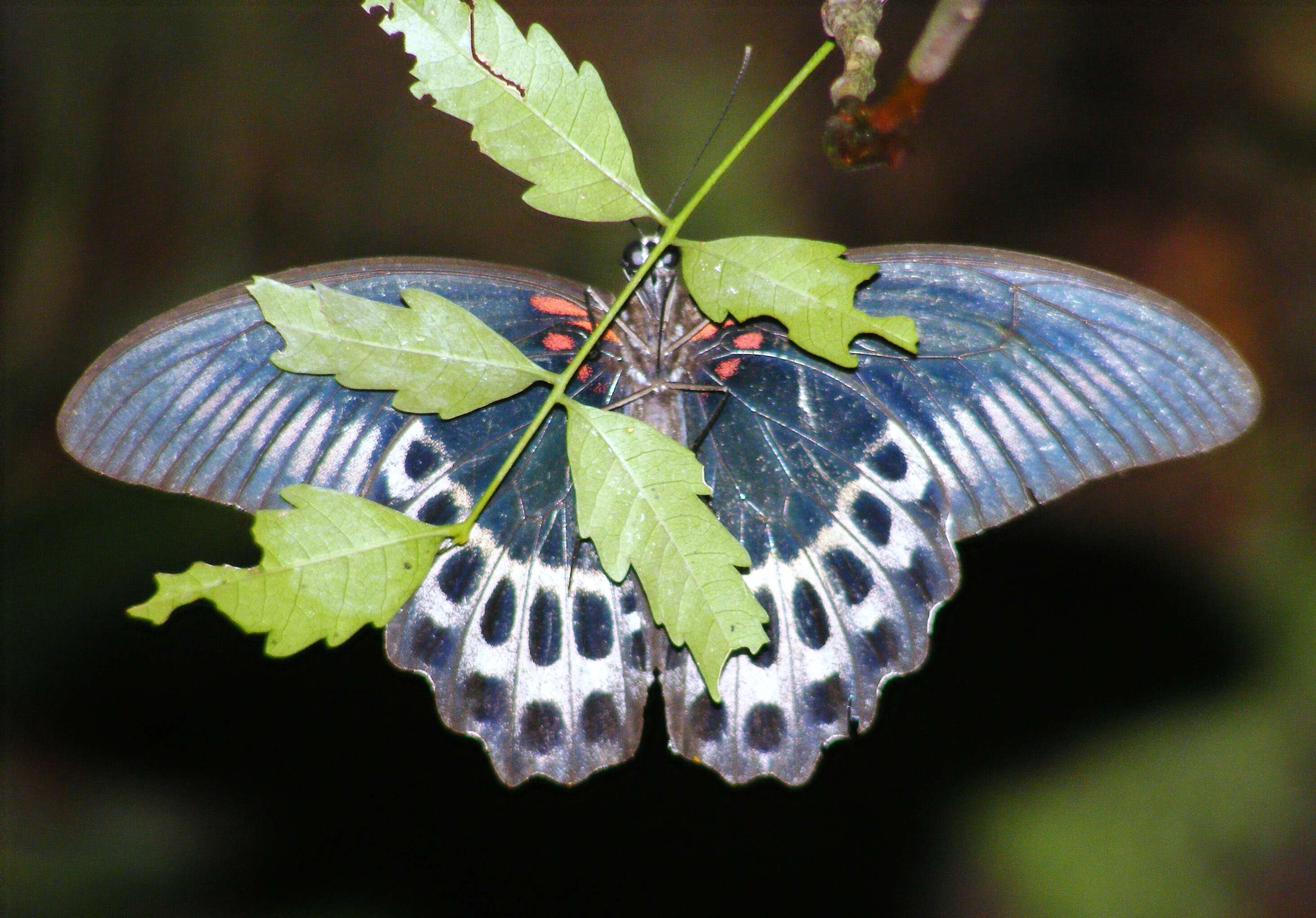 Image of Blue Mormon