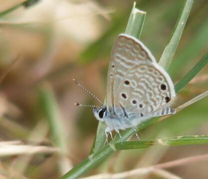 Image of Bright Babul Blue