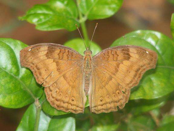 Image of chocolate pansy