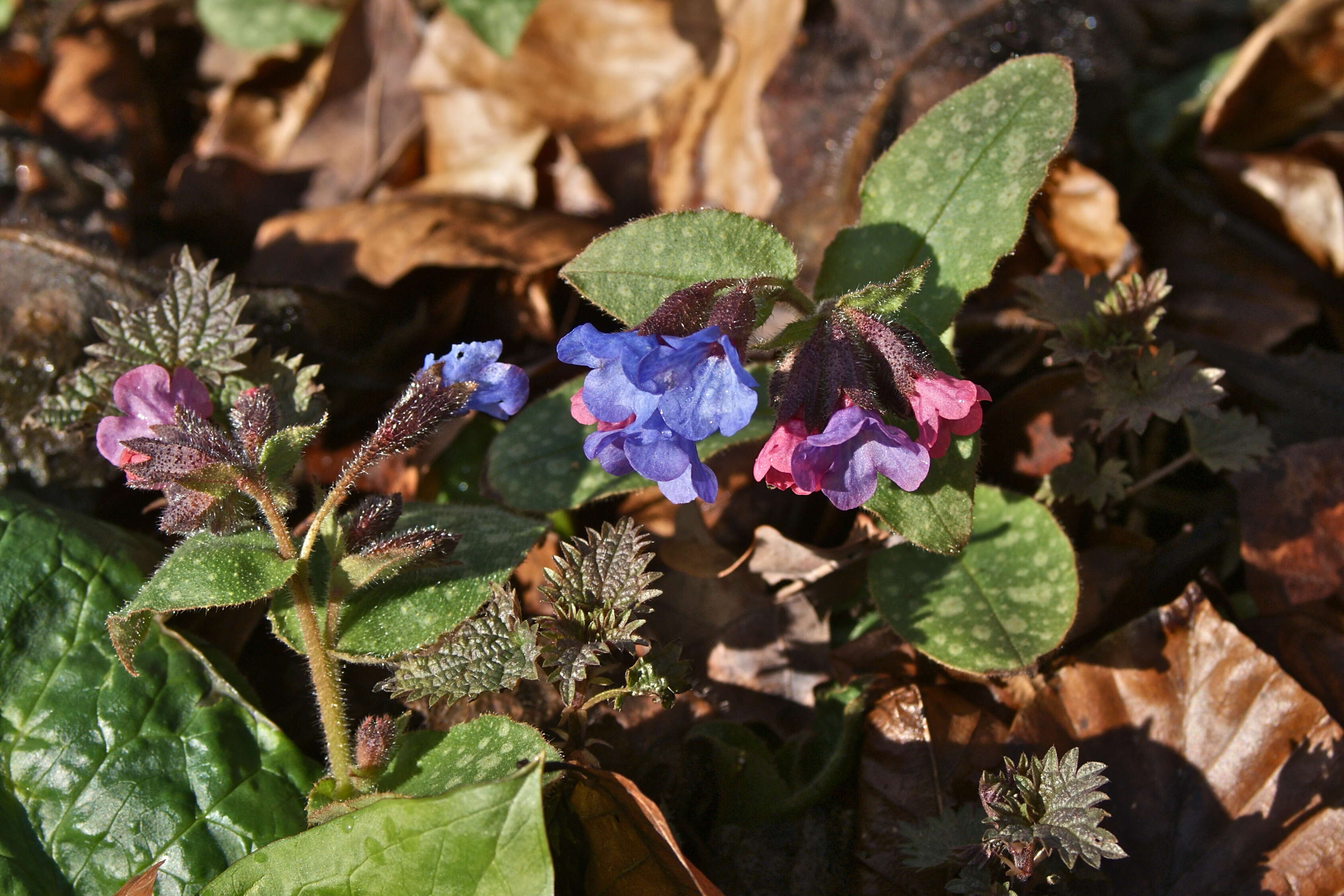 Image of Lungwort