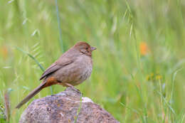 Image of California Towhee