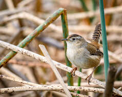 Image of Marsh Wren