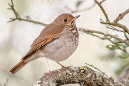 Image of Hermit Thrush