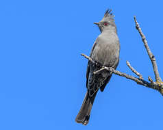 Phainopepla Baird & SF 1858的圖片