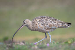 Image of Long-billed Curlew