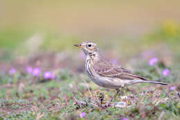 Image of American Pipit