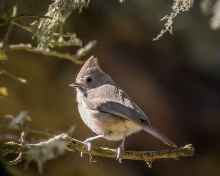 Image of Oak Titmouse