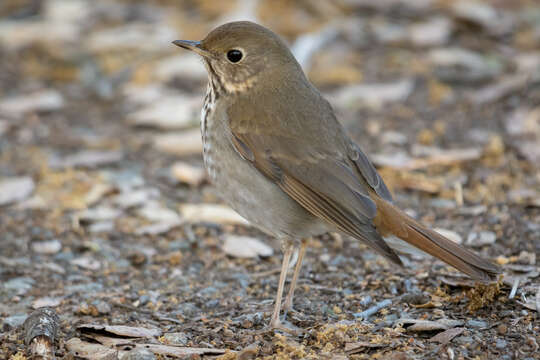 Image of Hermit Thrush